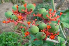 Jatropha podagrica